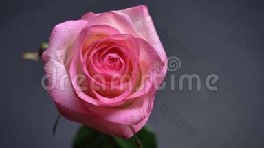 近景从上到下的浅<strong>粉色玫瑰</strong>，花瓣上有雨滴，背景在黑暗中隔绝